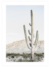 Big Cactus - Art Print